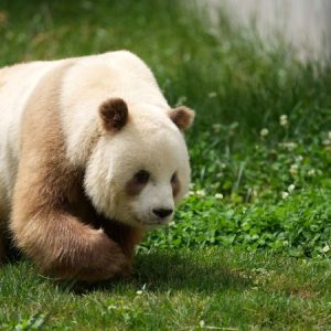 Rare Brown Pandas Explained: Genetic Mutation Unveiled