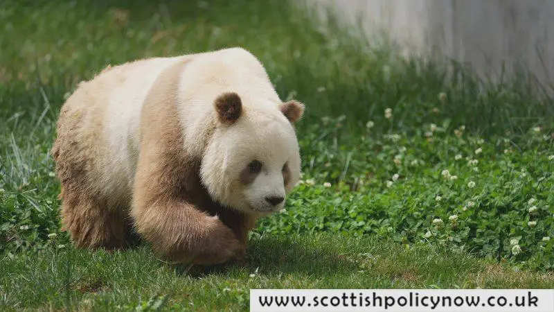 Rare Brown Pandas Explained: Genetic Mutation Unveiled