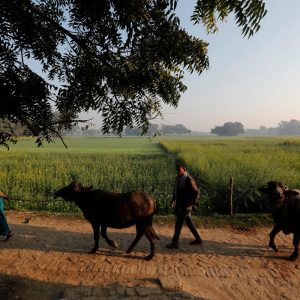 India’s Dairy Farming Methane Dilemma Poses Climate Challenge