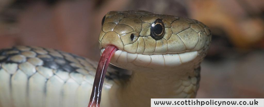 “Scientists Advocate for Increased Consumption of Python: Here’s Why You Should Consider It”