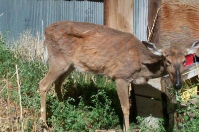 Zoonotic Transmission Possibility of ‘Zombie Deer’ Disease Suspected Following Human Fatalities