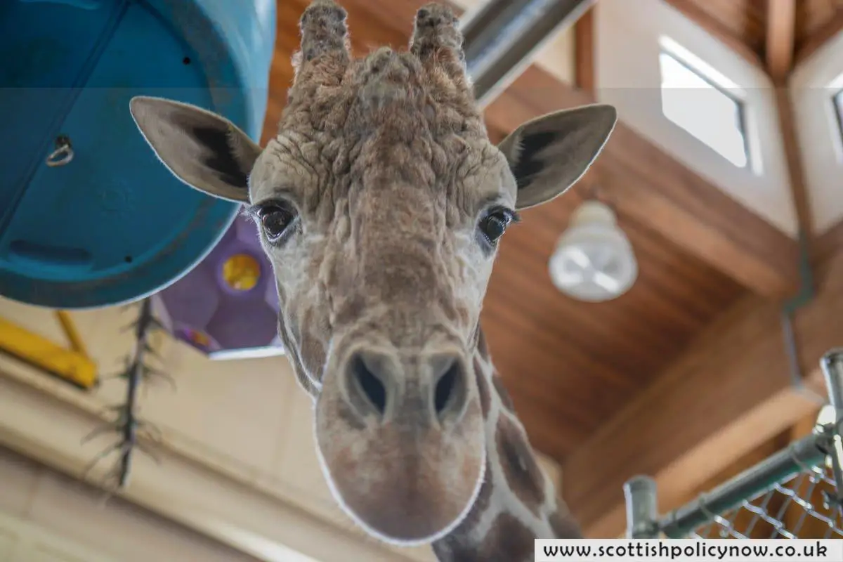 South Dakota’s Cherished Zoo Giraffe Euthanized Following a Severe Foot Injury