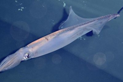 Discover How a Squid’s Birth Month Significantly Influences Its Lifetime Mating Strategy