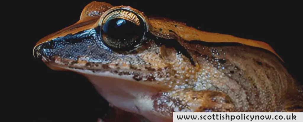 Discover the Incredible Tiny Frog with a Powerful Ultrasonic Scream Beyond Human Hearing Ability