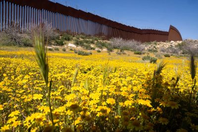Botanists Document Overlooked Ecosystems Along US-Mexico Border Separated by Massive Wall